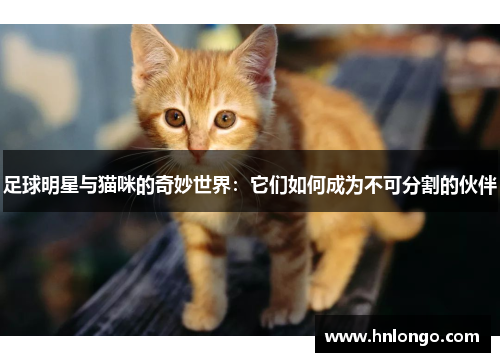 足球明星与猫咪的奇妙世界：它们如何成为不可分割的伙伴